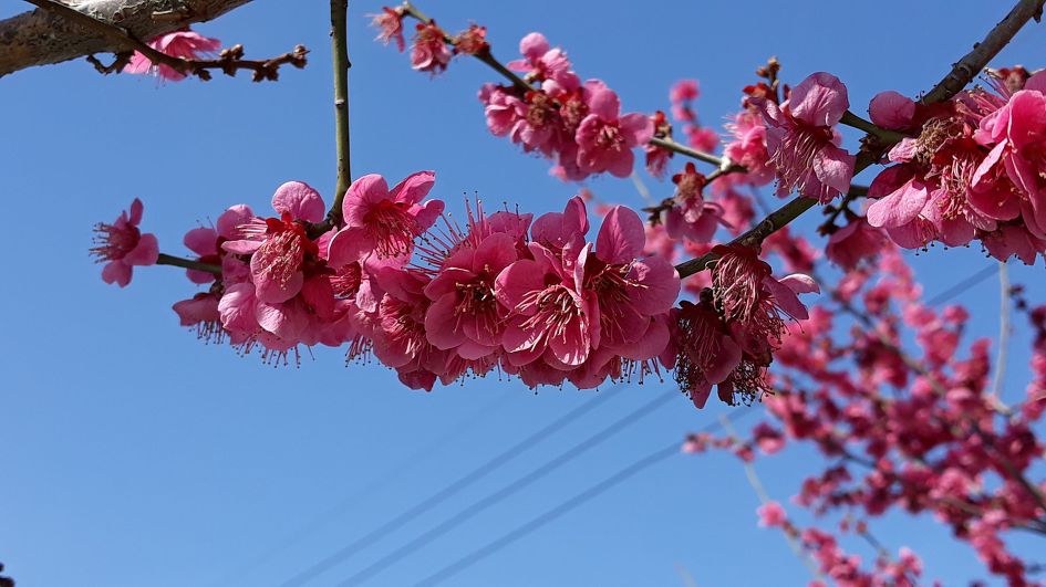 심학산, 파주