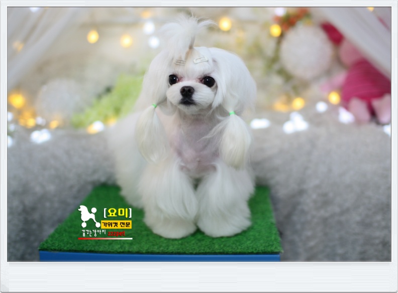 대전 말티미용, 애견미용가장 행복했던 날~!