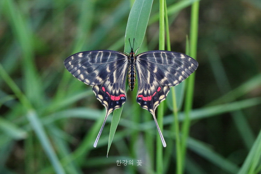 꼬리명주나비